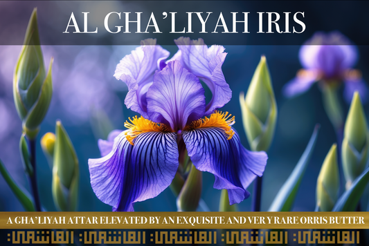 Al Ghaliyah Iris